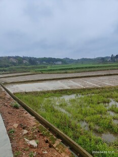 田园水田风光