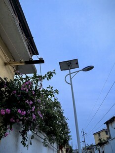 粉色蔷薇花