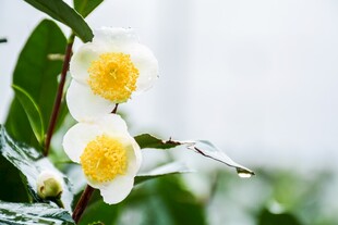 山茶花