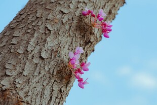 紫荆 