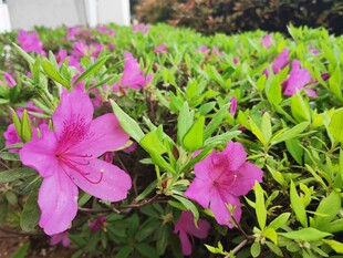 杜鹃花