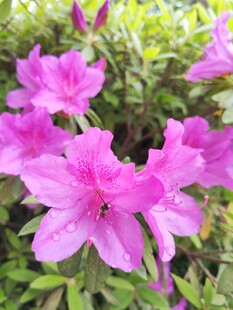 杜鹃花
