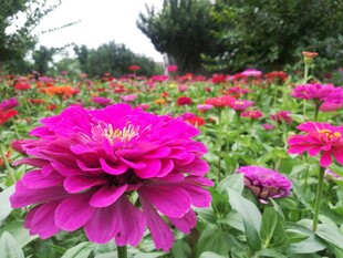 百日菊