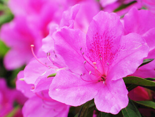 杜鹃花