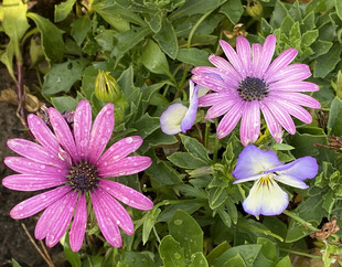 雏菊 