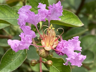 紫薇花