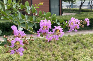 紫薇花