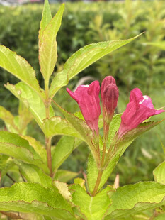 锦带花 