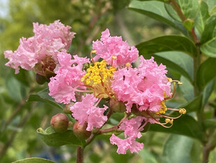 紫薇花