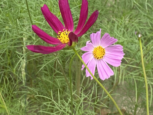 波斯菊