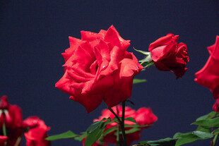 月季花