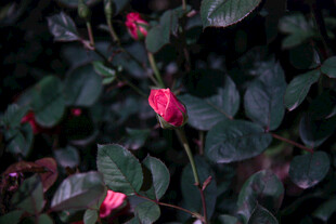 月季花 