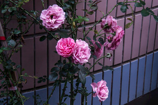 月季花