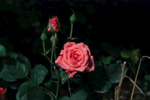 月季花 