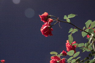 月季花 