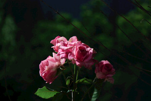 月季花 
