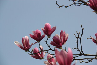 玉兰花