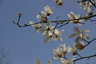 玉兰花