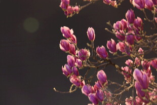 玉兰花