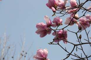玉兰花