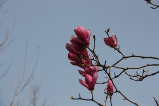 玉兰花