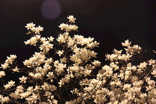 玉兰花
