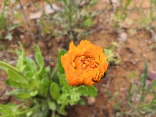 金盏花