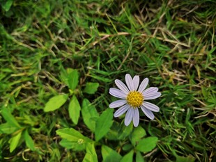 小雏菊