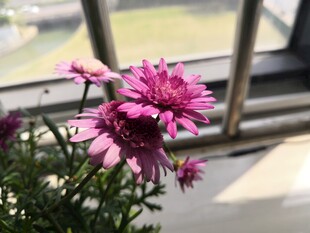 木茼蒿