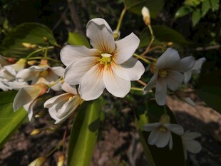 油桐花 