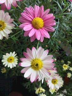雏菊