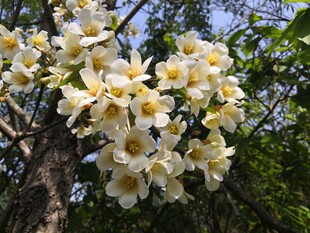 油桐花