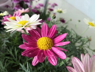 雏菊
