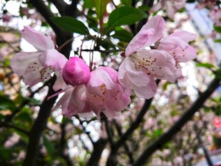 海棠花
