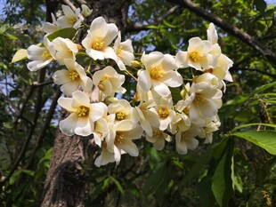 油桐花