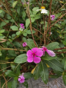 长春花