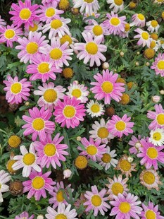 雏菊