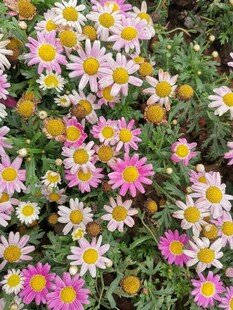 雏菊