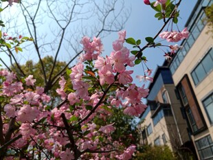 樱花