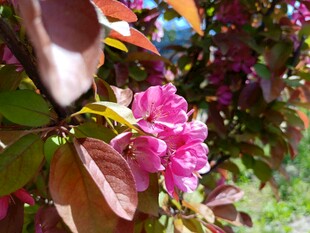 东京樱花