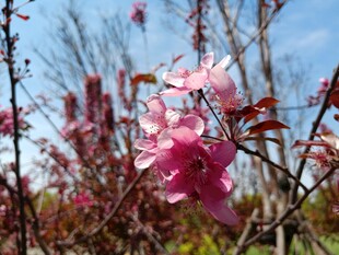 海棠花