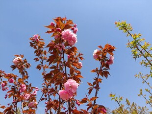 东京樱花
