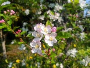 苹果花