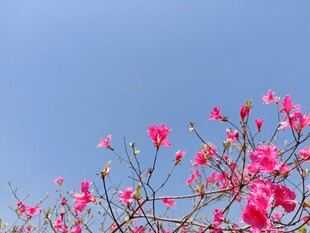 杜鹃花