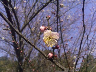 梅花