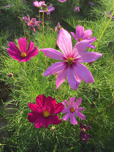 波斯菊