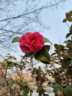 红山茶