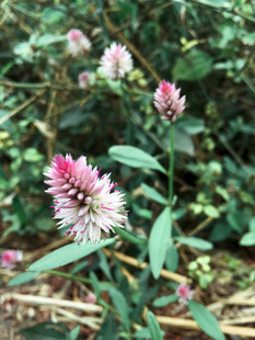 穗状小花