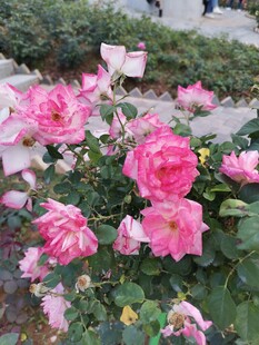 月季花