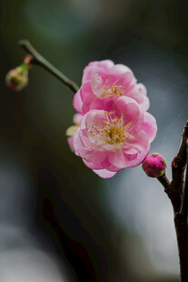 梅花